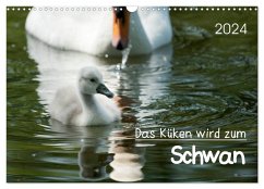 Das Küken wird zum Schwan (Wandkalender 2024 DIN A3 quer), CALVENDO Monatskalender - Frank, Roland T.