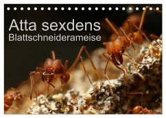 Atta sexdens - Blattschneiderameise (Tischkalender 2024 DIN A5 quer), CALVENDO Monatskalender