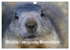 Wildlife - Verspielte Murmeltiere (Wandkalender 2024 DIN A4 quer), CALVENDO Monatskalender