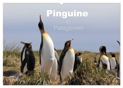 Pinguine in Patagonien (Wandkalender 2024 DIN A2 quer), CALVENDO Monatskalender - Köhler, Clemens Göb, Ute