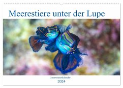 Meerestiere unter der Lupe - Unterwasserkalender (Wandkalender 2024 DIN A2 quer), CALVENDO Monatskalender
