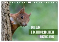 Mit dem Eichhörnchen durchs Jahr (Wandkalender 2024 DIN A4 quer), CALVENDO Monatskalender