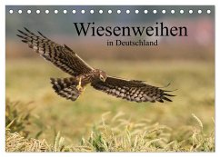 Wiesenweihen in Deutschland (Tischkalender 2024 DIN A5 quer), CALVENDO Monatskalender