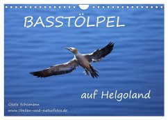 Basstölpel auf Helgoland (Wandkalender 2024 DIN A4 quer), CALVENDO Monatskalender