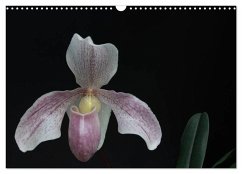 Frauenschuhe - die schönsten Orchideen der Welt (Wandkalender 2024 DIN A3 quer), CALVENDO Monatskalender