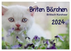 Briten Bärchen ¿ Britsch Kurzhaar 2024 (Wandkalender 2024 DIN A3 quer), CALVENDO Monatskalender - Bollich, Heidi