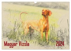 Magyar Vizsla 2024 (Wandkalender 2024 DIN A3 quer), CALVENDO Monatskalender - Redecker, Andrea