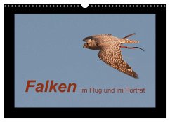 Falken im Flug und im Porträt (Wandkalender 2024 DIN A3 quer), CALVENDO Monatskalender