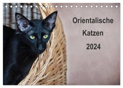 Orientalische Katzen (Tischkalender 2024 DIN A5 quer), CALVENDO Monatskalender