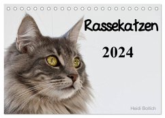 Rassekatzen 2024 (Tischkalender 2024 DIN A5 quer), CALVENDO Monatskalender - Bollich, Heidi