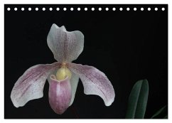 Frauenschuhe - die schönsten Orchideen der Welt (Tischkalender 2024 DIN A5 quer), CALVENDO Monatskalender - Rochow, Holger