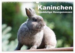Kaninchen - knuddelige Hausgenossen (Wandkalender 2024 DIN A3 quer), CALVENDO Monatskalender