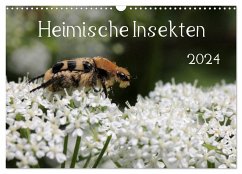 Heimische Insekten 2024 (Wandkalender 2024 DIN A3 quer), CALVENDO Monatskalender - Hahnefeld, Silvia