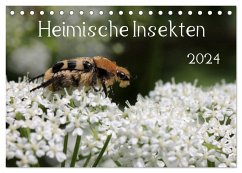 Heimische Insekten 2024 (Tischkalender 2024 DIN A5 quer), CALVENDO Monatskalender - Hahnefeld, Silvia