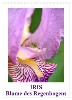 Iris, Blume des Regenbogens (Wandkalender 2024 DIN A2 hoch), CALVENDO Monatskalender