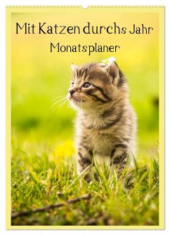 Mit Katzen durchs Jahr / Planer (Wandkalender 2024 DIN A2 hoch), CALVENDO Monatskalender