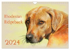 Rhodesian Ridgeback 2024 (Wandkalender 2024 DIN A4 quer), CALVENDO Monatskalender