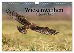Wiesenweihen in Deutschland (Wandkalender 2024 DIN A4 quer), CALVENDO Monatskalender - Wenner, Martin