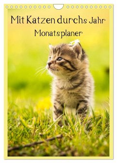 Mit Katzen durchs Jahr / Planer (Wandkalender 2024 DIN A4 hoch), CALVENDO Monatskalender