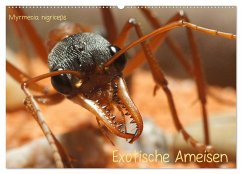Exotische Ameisen (Wandkalender 2024 DIN A2 quer), CALVENDO Monatskalender