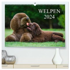 Welpen 2024 (hochwertiger Premium Wandkalender 2024 DIN A2 quer), Kunstdruck in Hochglanz