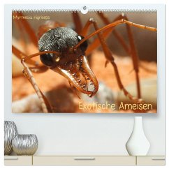 Exotische Ameisen (hochwertiger Premium Wandkalender 2024 DIN A2 quer), Kunstdruck in Hochglanz