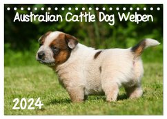 Australian Cattle Dog Welpen (Tischkalender 2024 DIN A5 quer), CALVENDO Monatskalender