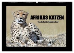 Afrikas Katzen (Wandkalender 2024 DIN A2 quer), CALVENDO Monatskalender - Stern, Angelika