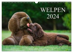 Welpen 2024 (Wandkalender 2024 DIN A3 quer), CALVENDO Monatskalender