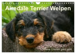 Airedale Terrier Welpen (Wandkalender 2024 DIN A4 quer), CALVENDO Monatskalender - Milau, Susan