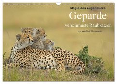 Magie des Augenblicks: Geparde - verschmuste Raubkatzen (Wandkalender 2024 DIN A3 quer), CALVENDO Monatskalender