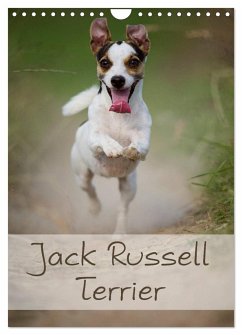 Jack Russell Terrier (Wandkalender 2024 DIN A4 hoch), CALVENDO Monatskalender - Noack, Nicole