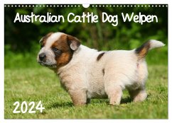 Australian Cattle Dog Welpen (Wandkalender 2024 DIN A3 quer), CALVENDO Monatskalender