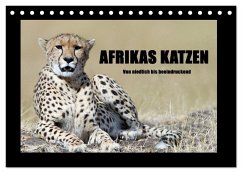 Afrikas Katzen (Tischkalender 2024 DIN A5 quer), CALVENDO Monatskalender - Stern, Angelika