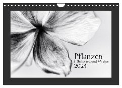 Pflanzen in Schwarz und Weiss / CH-Version (Wandkalender 2024 DIN A4 quer), CALVENDO Monatskalender