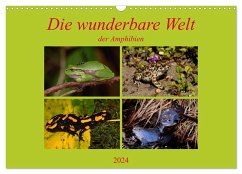 Die wunderbare Welt der Amphibien (Wandkalender 2024 DIN A3 quer), CALVENDO Monatskalender
