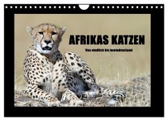 Afrikas Katzen (Wandkalender 2024 DIN A4 quer), CALVENDO Monatskalender - Stern, Angelika