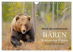 Magie des Augenblicks - Bären in nordischen Wäldern (Wandkalender 2024 DIN A4 quer), CALVENDO Monatskalender