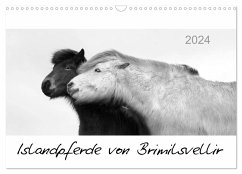 Islandpferde von Brimilsvellir (Wandkalender 2024 DIN A3 quer), CALVENDO Monatskalender