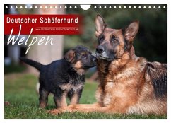 Deutscher Schäferhund - Welpen (Wandkalender 2024 DIN A4 quer), CALVENDO Monatskalender