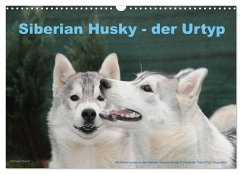 Siberian Husky - der Urtyp (Wandkalender 2024 DIN A3 quer), CALVENDO Monatskalender