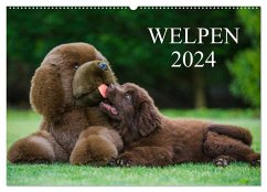 Welpen 2024 (Wandkalender 2024 DIN A2 quer), CALVENDO Monatskalender