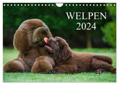 Welpen 2024 (Wandkalender 2024 DIN A4 quer), CALVENDO Monatskalender