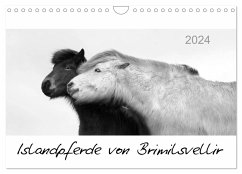 Islandpferde von Brimilsvellir (Wandkalender 2024 DIN A4 quer), CALVENDO Monatskalender