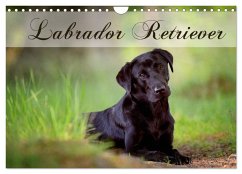 Labrador Retriever (Wandkalender 2024 DIN A4 quer), CALVENDO Monatskalender