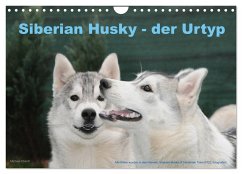Siberian Husky - der Urtyp (Wandkalender 2024 DIN A4 quer), CALVENDO Monatskalender