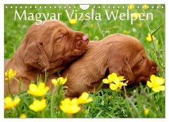 Magyar Vizsla Welpen (Wandkalender 2024 DIN A4 quer), CALVENDO Monatskalender