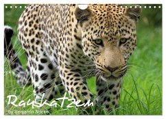 Raubkatzen (Wandkalender 2024 DIN A4 quer), CALVENDO Monatskalender