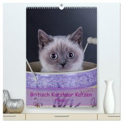 Britisch Kurzhaar Katzen - Planer (hochwertiger Premium Wandkalender 2024 DIN A2 hoch), Kunstdruck in Hochglanz