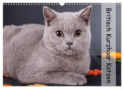 Britisch Kurzhaar Katzen (Wandkalender 2024 DIN A3 quer), CALVENDO Monatskalender